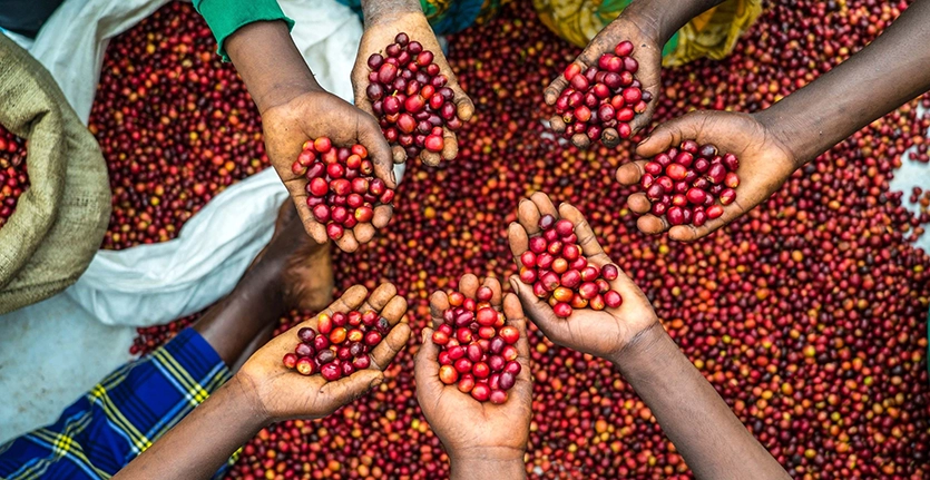 Mahare Coffee Mahare Coffee